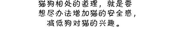 有一种人生赢家“猫狗双全”，但猫狗共处却很难？宠物医生来帮你