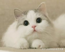 宠物眼科医生整理，猫咪泪痕原因都在这